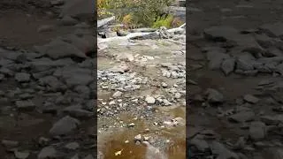 Miniature : New England Fall Foliage #foryou #Live highlight #shortvideo