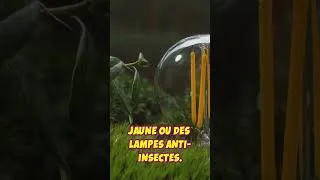 Miniature : Marre des moustiques ? Voici comment t’en débarrasser rapidement ! 🦟🔥