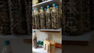 Miniature : produit naturel pour allonger grossir le troisième pied