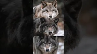 Miniature : La Formation Ingénieuse des Loups : Le vrai chef n’est jamais devant
