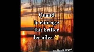 Miniature : L’oiseau qui voulait toucher le soleil #histoire #français #enfants #courage