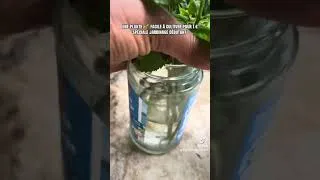 Miniature : Menthe et basilic gratuit avec cette astuce facile pour jardiner en ville  #jardinage e #gardening
