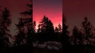Miniature : Aurores boréales entre loup et troupeau 🌌
