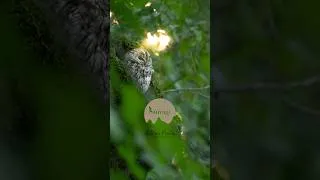 Miniature : 🦉La vie ne tient parfois qu’à une griffe !                          #owl #mygod
