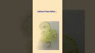 Miniature : 👉 Regarde ce poussin apparaître à l’aquarelle 🐣✨