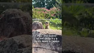 Miniature : Sérieuse…🤓Jusqu’à ce que j’entende “vin blanc moelleux”. 👀🍷🤣