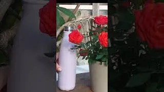 Miniature : RÉUSSIR la CULTURE d'un MINI ROSIER🌹#aujardin