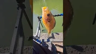 Miniature : Mon 1er carnassier végétarien en vidéo.