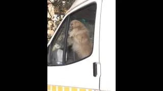 Miniature : Ce chien est un abruti ! Il a rien compris ! LOL