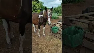 Miniature : Bébé arrive 😍 #love #poulain #chevaux