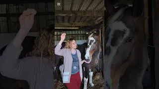 Miniature : Le test du clou sur Folow ✨ #poulain #cheval #horse #jument