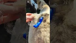 Miniature : C'est si satisfaisant 🤩 #asmr #mue #cheval #poulain #cute