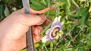 Miniature : Faire pousser la Passiflore tout simplement !
