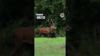 Miniature : 📯🦌  BRUTUS traqué par la chasse à courre