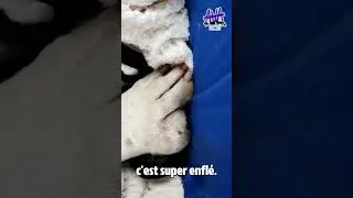 Miniature : ⚜ Chasse à courre : Un chien blessé ramassé sur la 4 voies 🐕💥