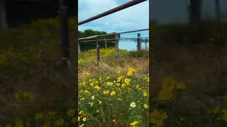 Miniature : Wild Pulses -Animoog & Tardigrain