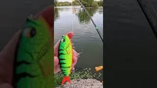 Miniature : La vidéo complète 👆 #fishing