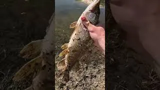 Miniature : La vidéo complète 👆 #fishing