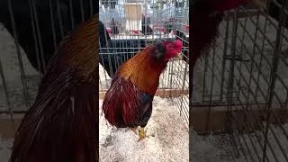 Miniature : Araucana  #chicken #backyardchickens #poultryfarming #animals #funny #egg #poule #coq #poultry