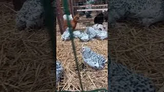 Miniature : Barbue de Grubbe millefleurs argentée #chicken #backyardchickens #hen #animals #birds #funny