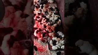 Miniature : Poussins 2025, les premières naissances ! #chicken #backyardchickens #poultryfarming #hen #animals