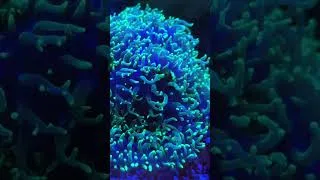 Miniature : Rester fasciné à chaque passage devant le bac… #coral #reeftank #aquariumrecifal #corail