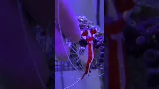 Miniature : Henriette - Preuve que l’on peut avoir des interactions avec nos animaux marins 😍