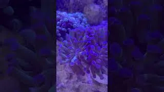 Miniature : Euphyllia