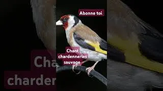 Miniature : chant chardenneries sauvage