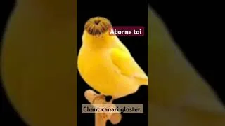 Miniature : chant canari gloster
