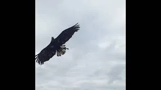 Miniature : Les aigles au puy du fou