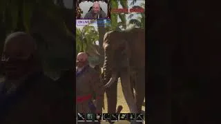 Miniature : Un éléphant ça court énormément !!! 🤣  #elephant