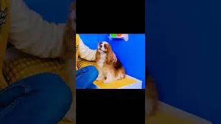 Miniature : Regarder la télévision avec mon chien.