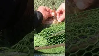 Miniature : Bestioles sanguinaires sur un BARBEAU !!! 😱 #shorts