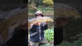 Miniature : Surprising BARBEL Bites!!! 🐟 #shorts