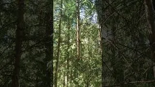 Miniature : Les dangers de la forêt, arbre suspendu