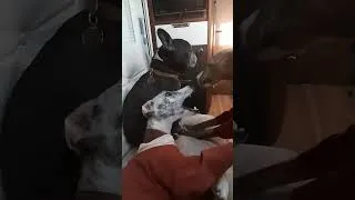 Miniature : #vanlifevoyages LE DOUX RÉVEIL  : whippets et bouledogue  #whippet #chiens #campingcar