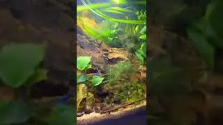 Miniature : Aquarium à crevettes