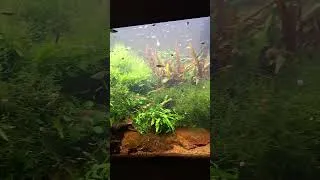 Miniature : Comment savoir si le courant va bien au fond de l’aquarium ? 🐠💦 Je vous montre !