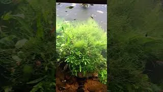 Miniature : Je réponds à 3 questions de mes abonnés ! 🐠💬