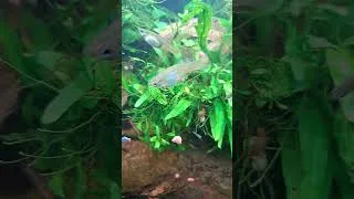 Miniature : 2 astuces aquario que vous devez connaître ! 🐠🔥 Réduire les poissons & enlever le calcaire