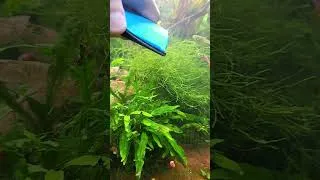 Miniature : Je teste cette raclette anti-algues… mais ça ne fonctionne pas ! 😅🐠