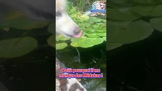Miniature : Voilà pourquoi il me manque des Médakas et des Notropis !