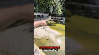 Miniature : ⚠️ ALERTE BACTÉRIES dans la Tille venant de contaminations fécales ⚠️ !
