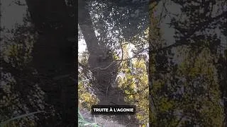 Miniature : ⚠️ Les rivières de côte d'or en danger..