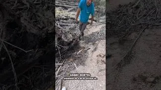 Miniature : ⚠️ Un carnage j'ai pas de mots.. (rivières de côte d'or, 25 juin 2026)