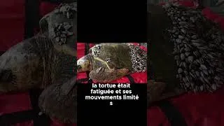 Miniature : Une tortue blessée retrouve la liberté grâce à ce sauvetage incroyable