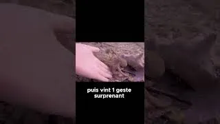 Miniature : Incroyable réaction d’une pieuvre sauvée d’un bocal