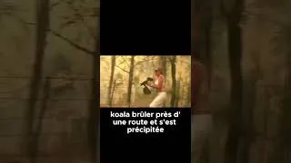 Miniature : Incroyable sauvetage d’un koala pendant les feux en Australie