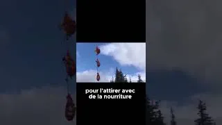 Miniature : Comment une chèvre a été secourue dans les montagnes ?